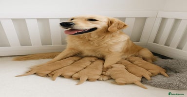 Golden Retriever dogs Golden retriever puppies  - Advert 5