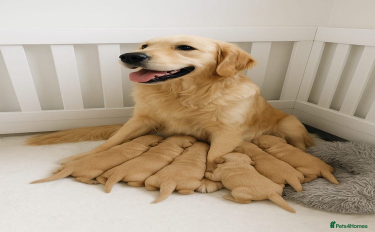 Golden Retriever dogs Golden retriever puppies  - Advert 2