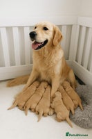 Golden Retriever dogs Golden retriever puppies - Advert 3