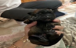 Belgian Shepherd Dog dogs for sale: Belgian Malinois puppies  - Image 4