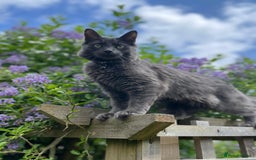 Mixed Breed cats for sale: Ragdoll x kittens for sale - Image 12