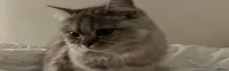 Persian cats for sale: GREY PERSIAN-TABBY FEMALE || 1 year and a half in Manchester - Advert 4