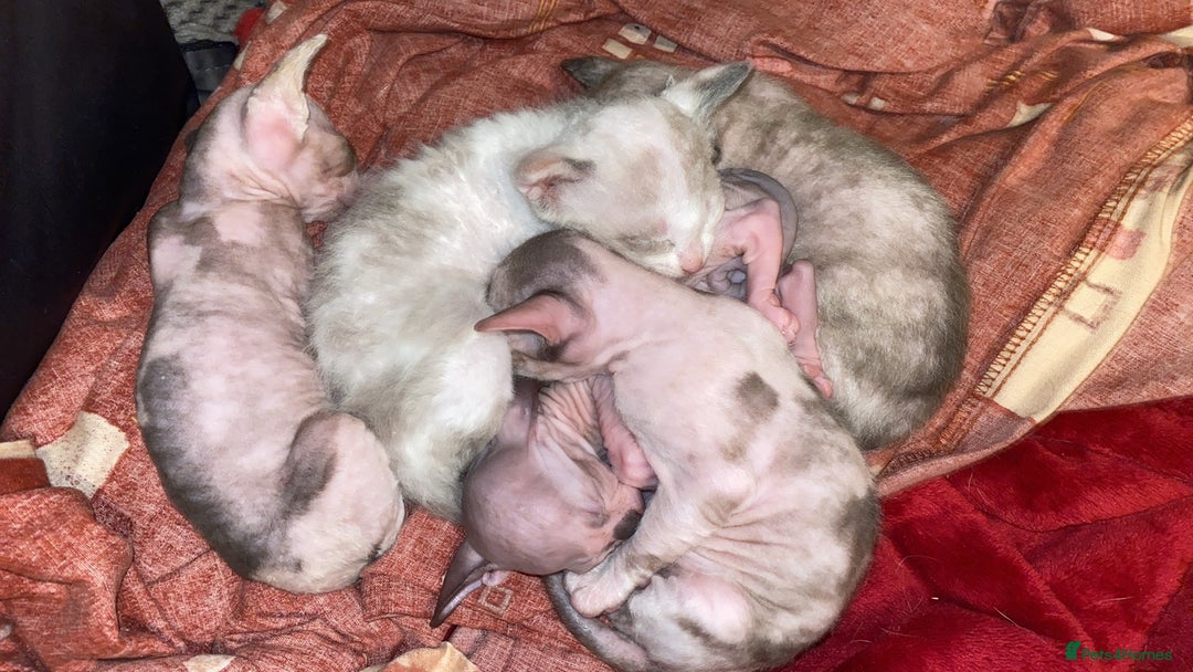 Sphynx cats for sale: Sphynx kittens 😍🥰🥰 - Advert 9