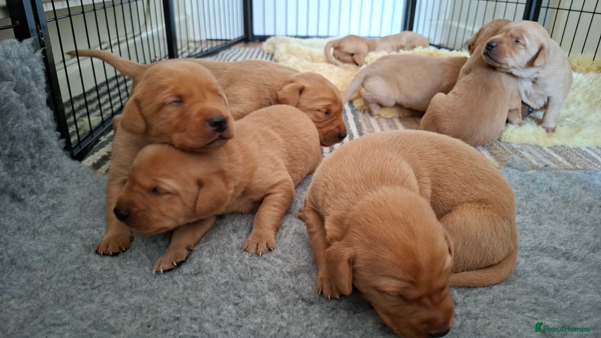 Labrador Retriever dogs PERFECT FOX RED PUPPIES! - Advert 1