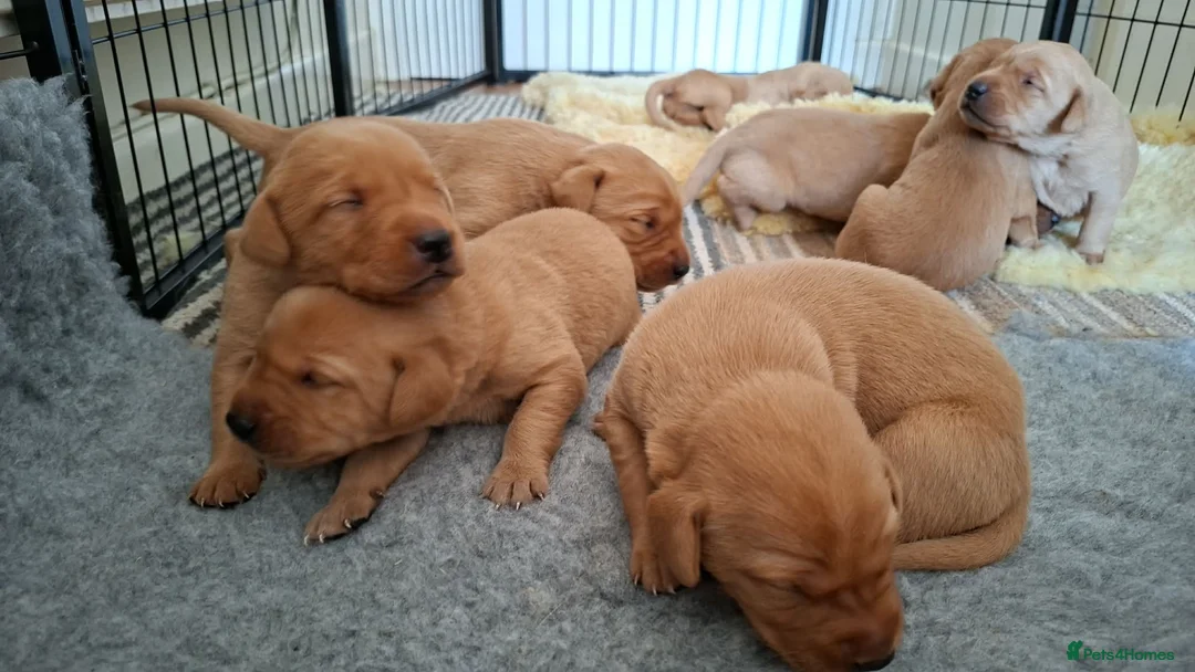 Labrador Retriever dogs for sale: PERFECT FOX RED PUPPIES! in Usk - Advert 1