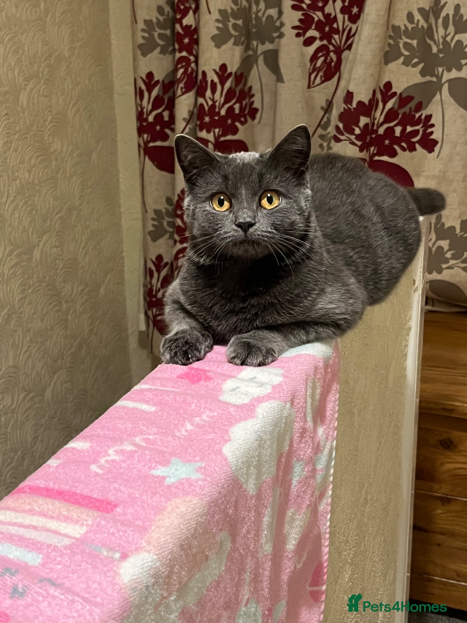 British Shorthair cats Ragdoll x British shorthair  - Advert 1