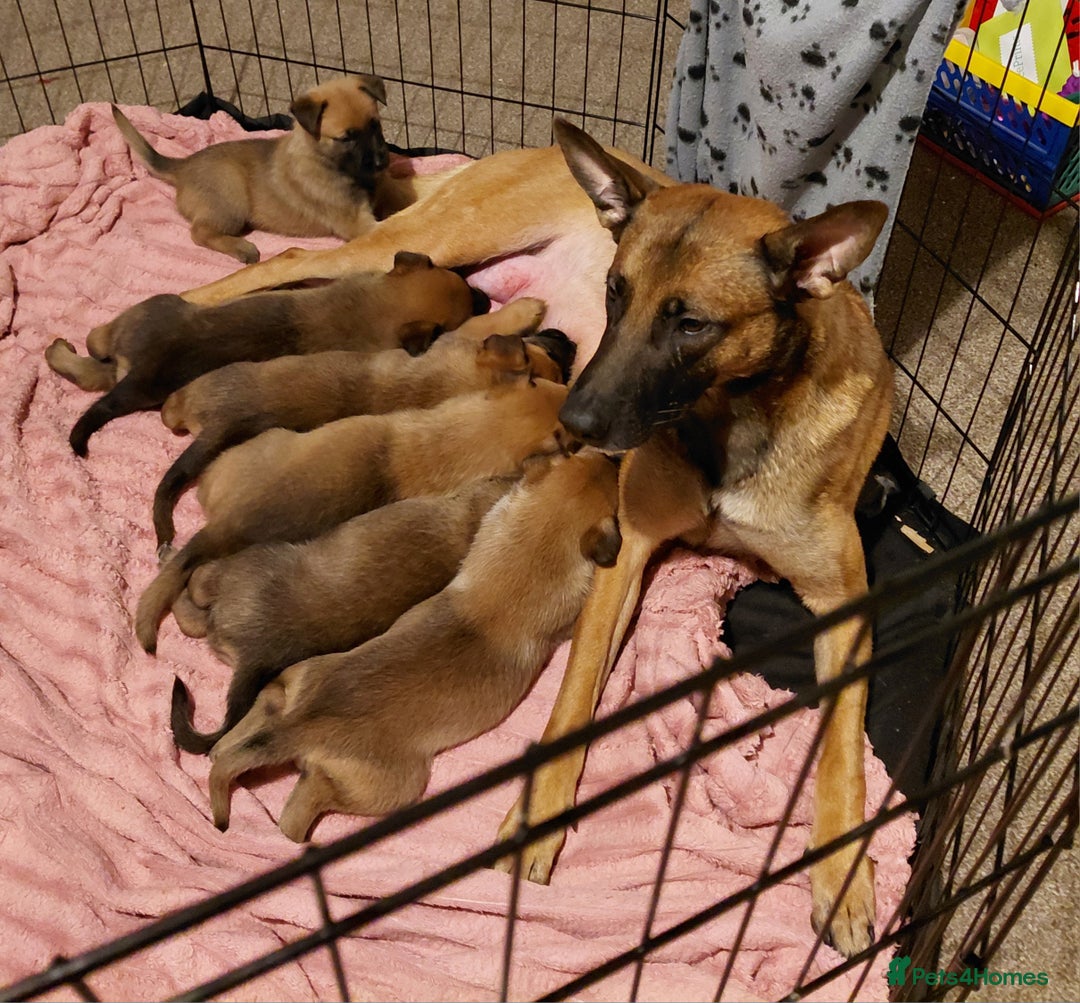 Belgian Shepherd Dog dogs for sale: 3 beautiful belgain mali  - Image 4