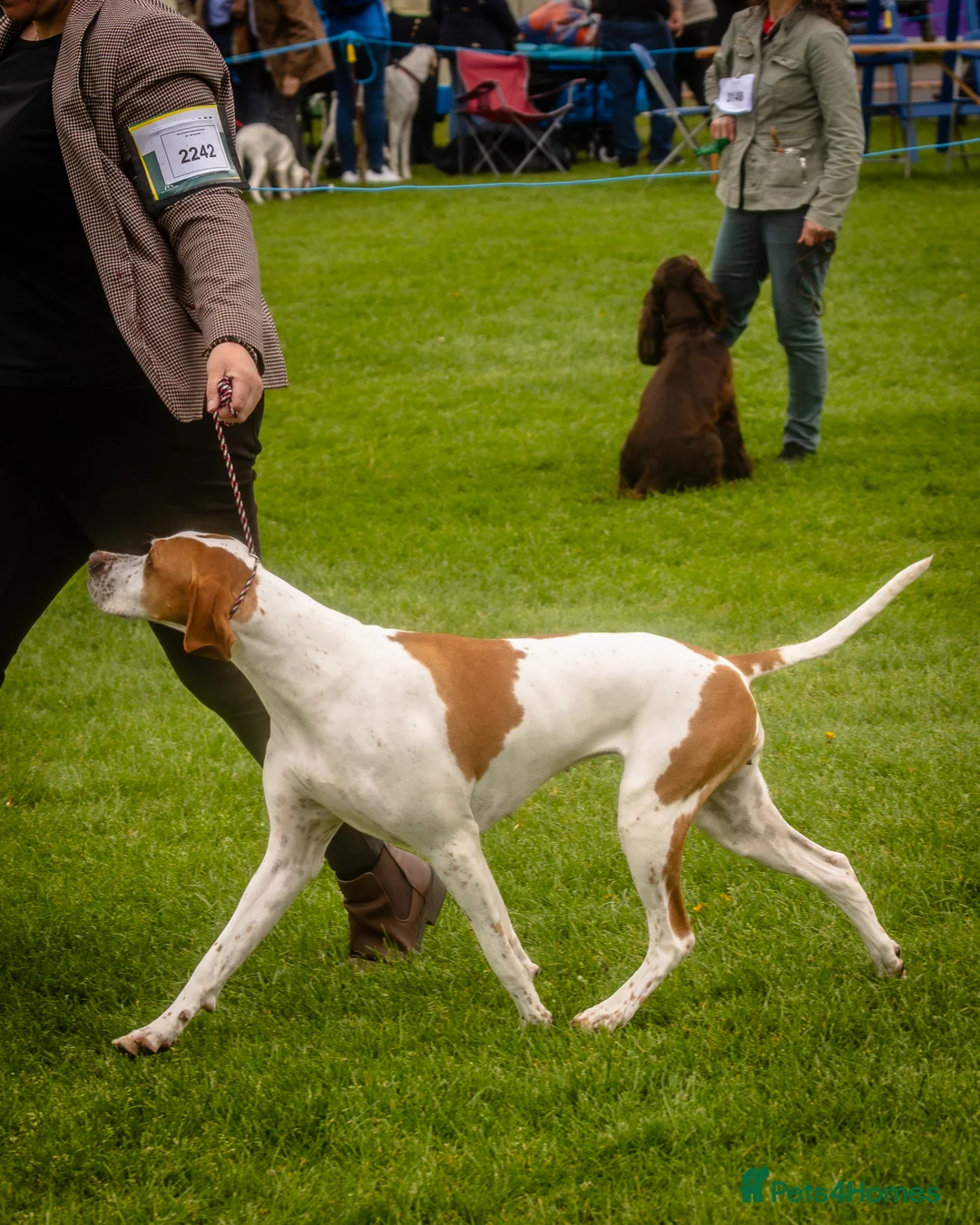 Pointer dogs for sale: Quality Pointer puppies - Advert 11