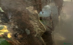 Gecko reptiles for sale: Male Crested Gecko and inclosure. - Image 13