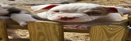 American Bully dogs for sale: OPEN TO OFFERS! ABKC ready now! - Advert 9