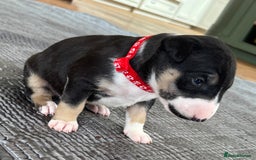 English Bull Terrier dogs for sale: Beautiful English bull terrier  - Image 10