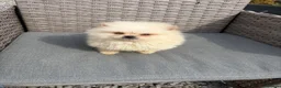 Pomeranian dogs for sale: Pomeranian puppies ready to leave in Doncaster - Advert 11