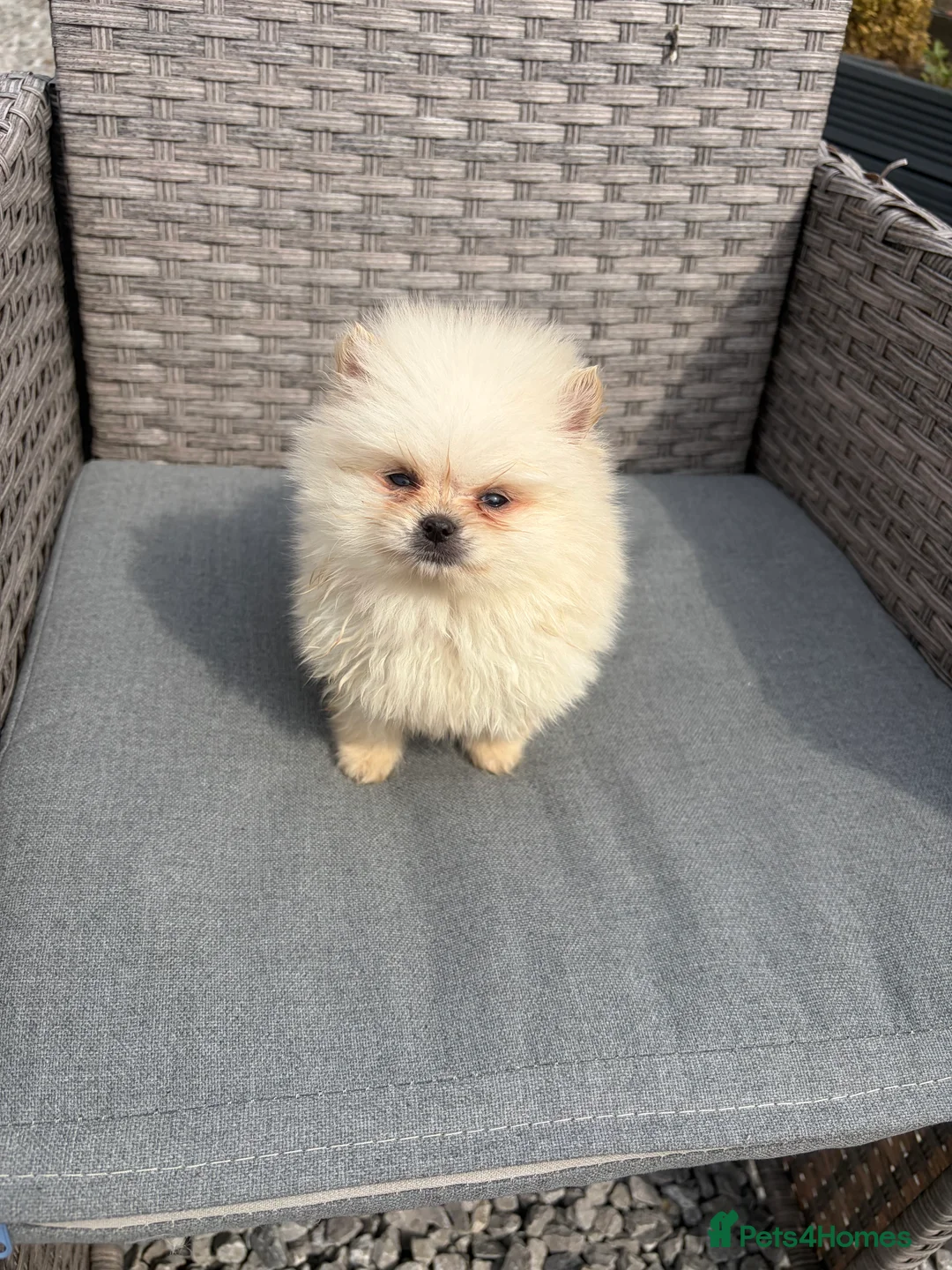 Pomeranian dogs for sale: Pomeranian puppies ready to leave in Doncaster - Advert 11
