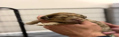 Cockapoo 4