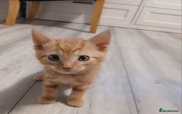 Mixed Breed cats for sale: 5 Kittens for a good home! - Image 11
