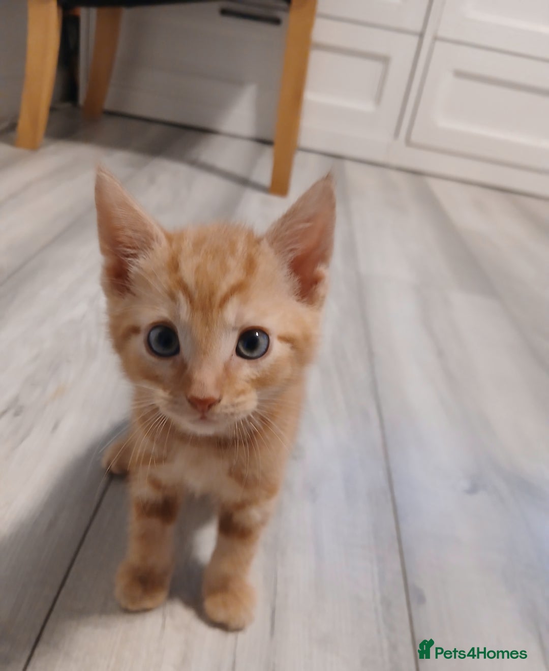 Mixed Breed cats for sale: 5 Kittens for a good home! - Image 11