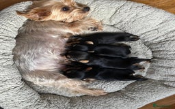 Yorkshire Terrier dogs for sale: Information  - Advert 8