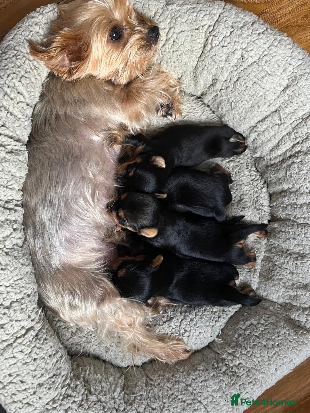 Yorkshire Terrier dogs for sale: Information  - Advert 8