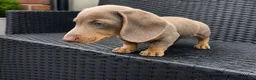 Miniature Dachshund dogs for sale: Beautiful Miniature Dachshund KC Registered  in Brentwood - Advert 9