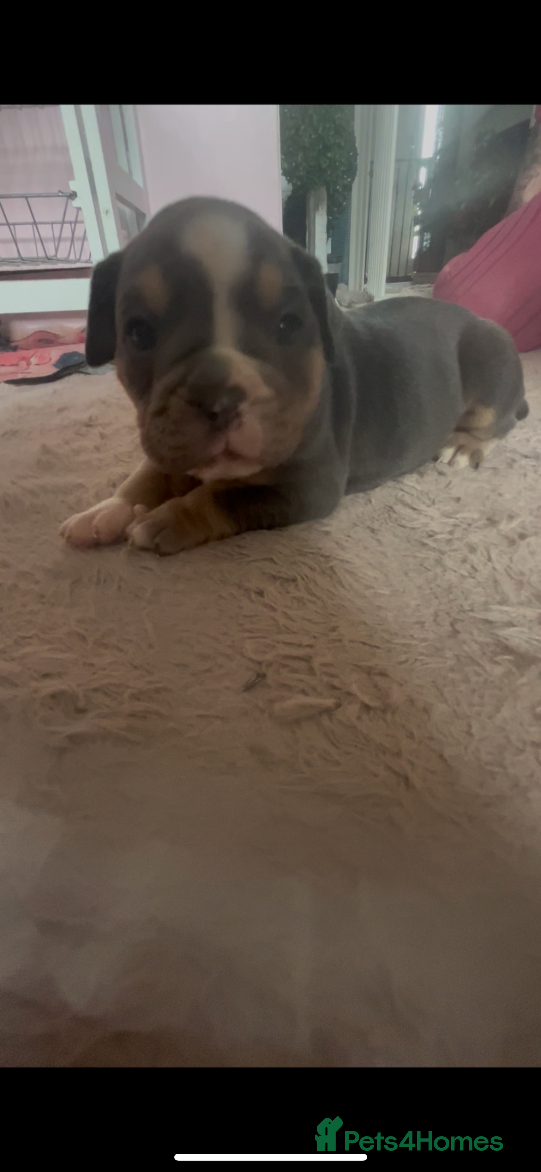 Olde English Bulldogge dogs for sale: ‼️⭐️LAST 2⭐️‼️OEB PUPS- Jabbed & Chipped - Image 15