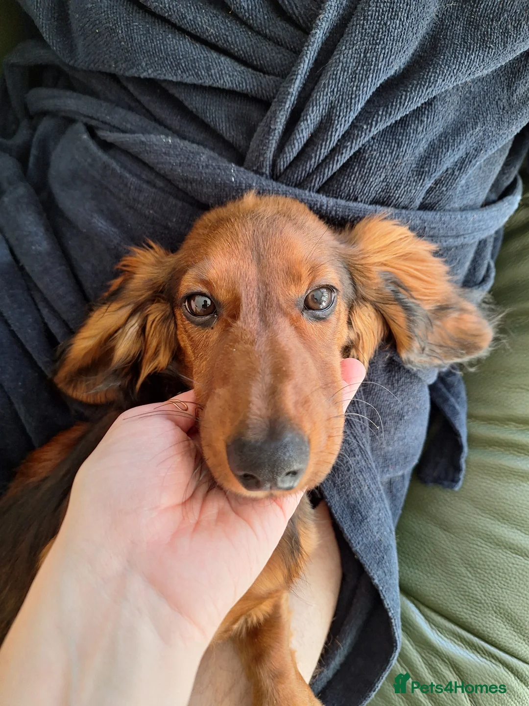 Miniature Dachshund dogs for sale: 6 month miniature long hair dachshund - Advert 4