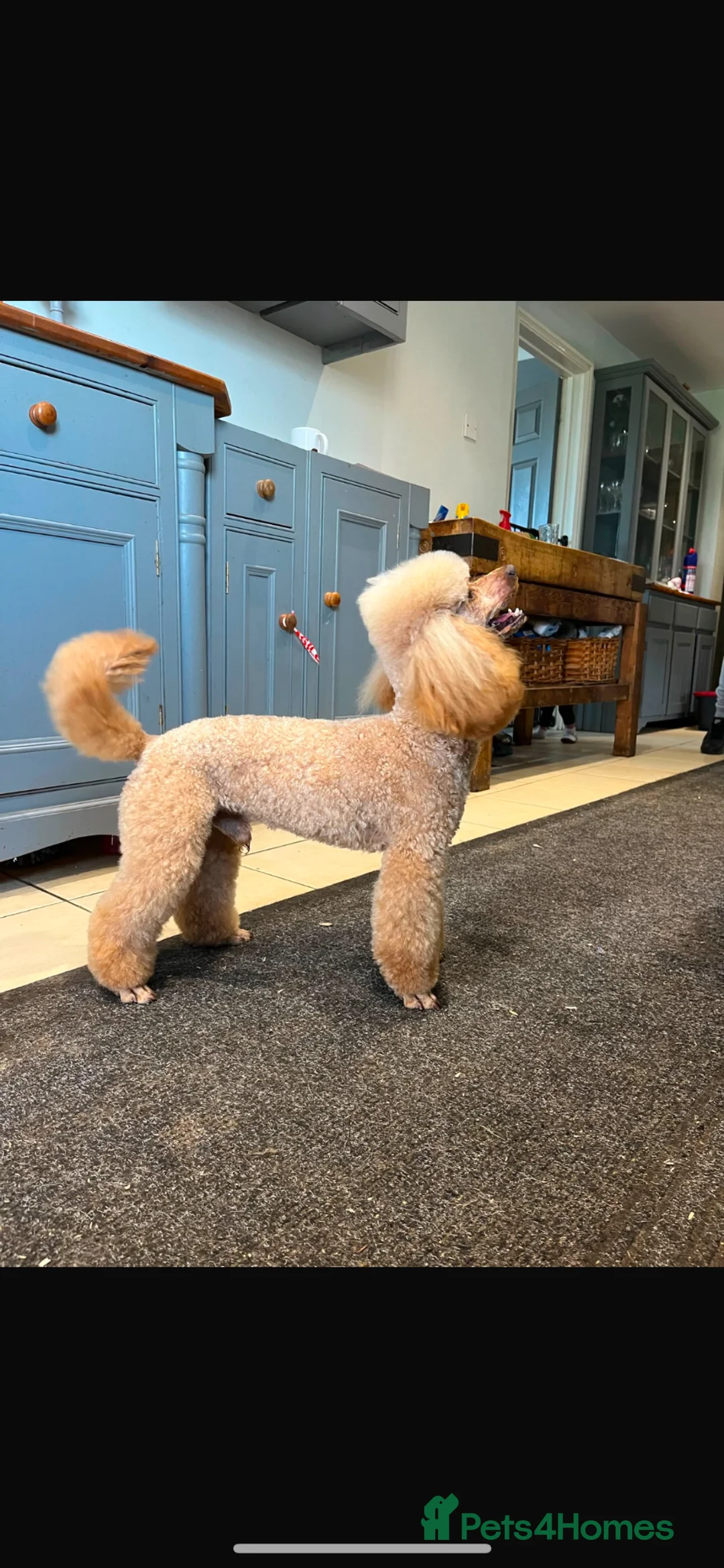 Cockapoo dogs for sale: Stunning American cockapoos in Wisbech - Advert 20