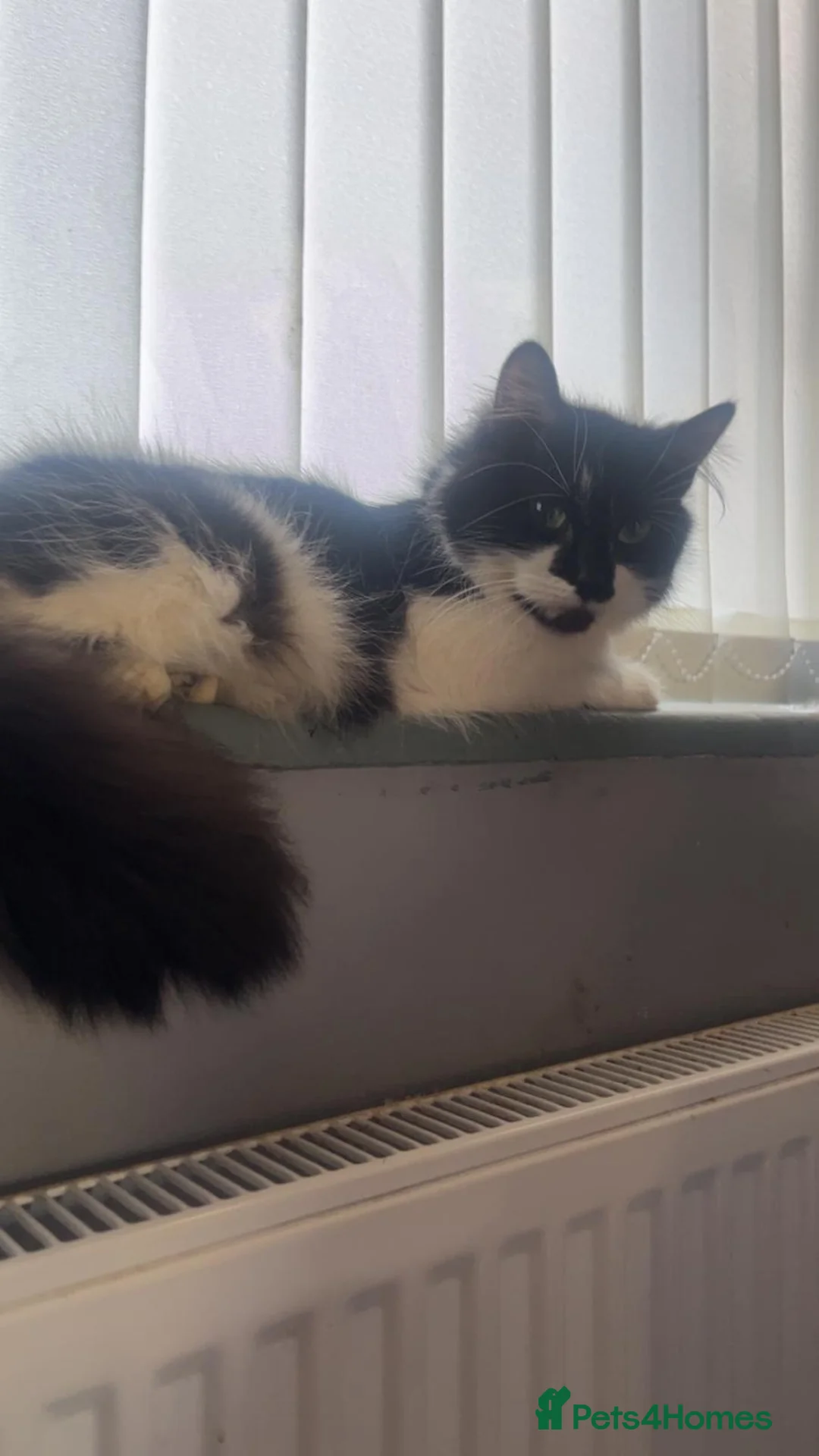 Mixed Breed cats for sale: Black and white fluffy boy  - Advert 8