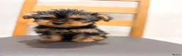 Yorkshire Terrier dogs for sale: Yorkshire Terrier BOY ONLY - Advert 1