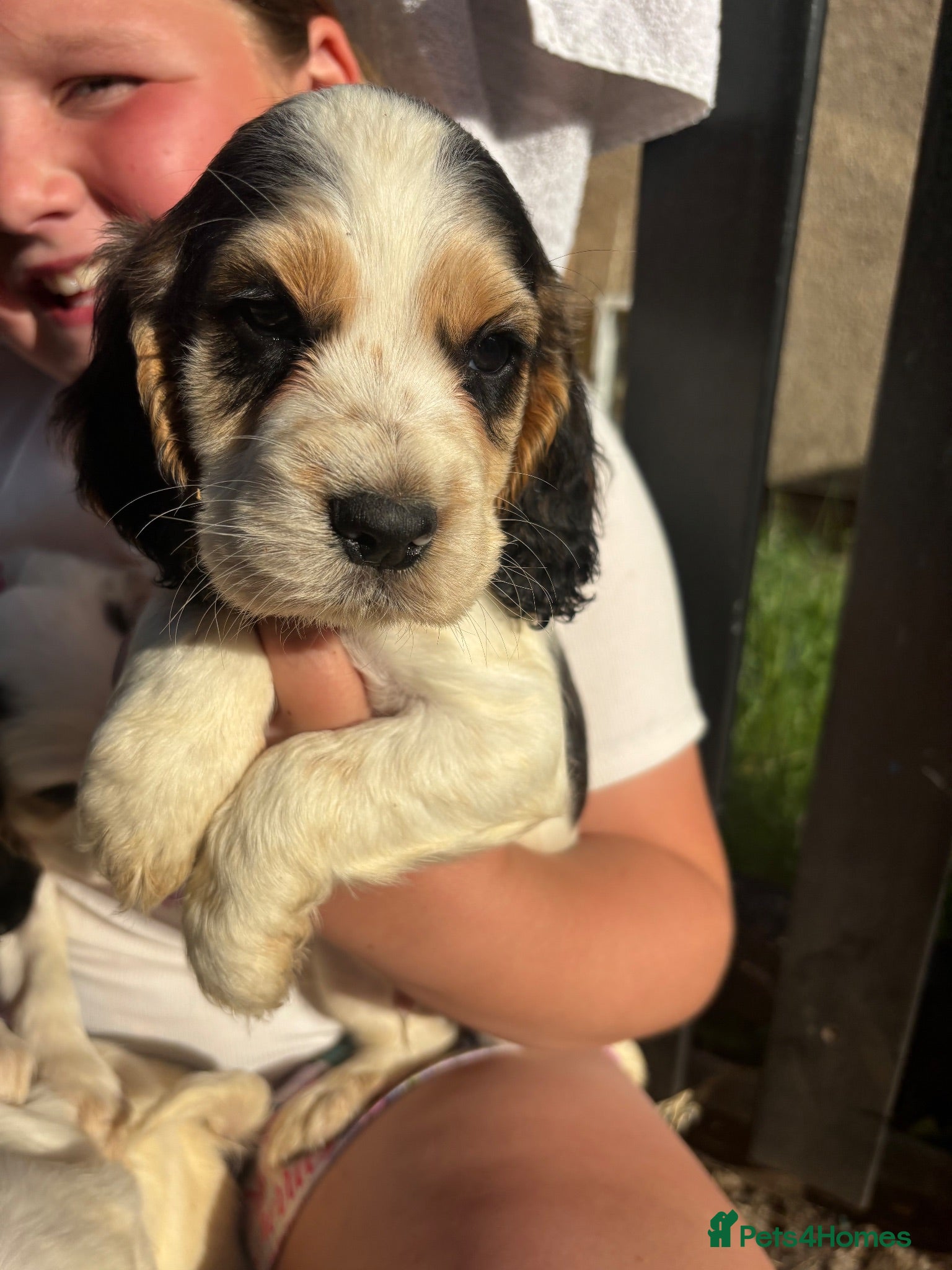 Cocker Spaniel dogs Working cocker spaniel puppies  - Advert 2