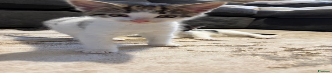 Domestic Shorthair Kitten 2