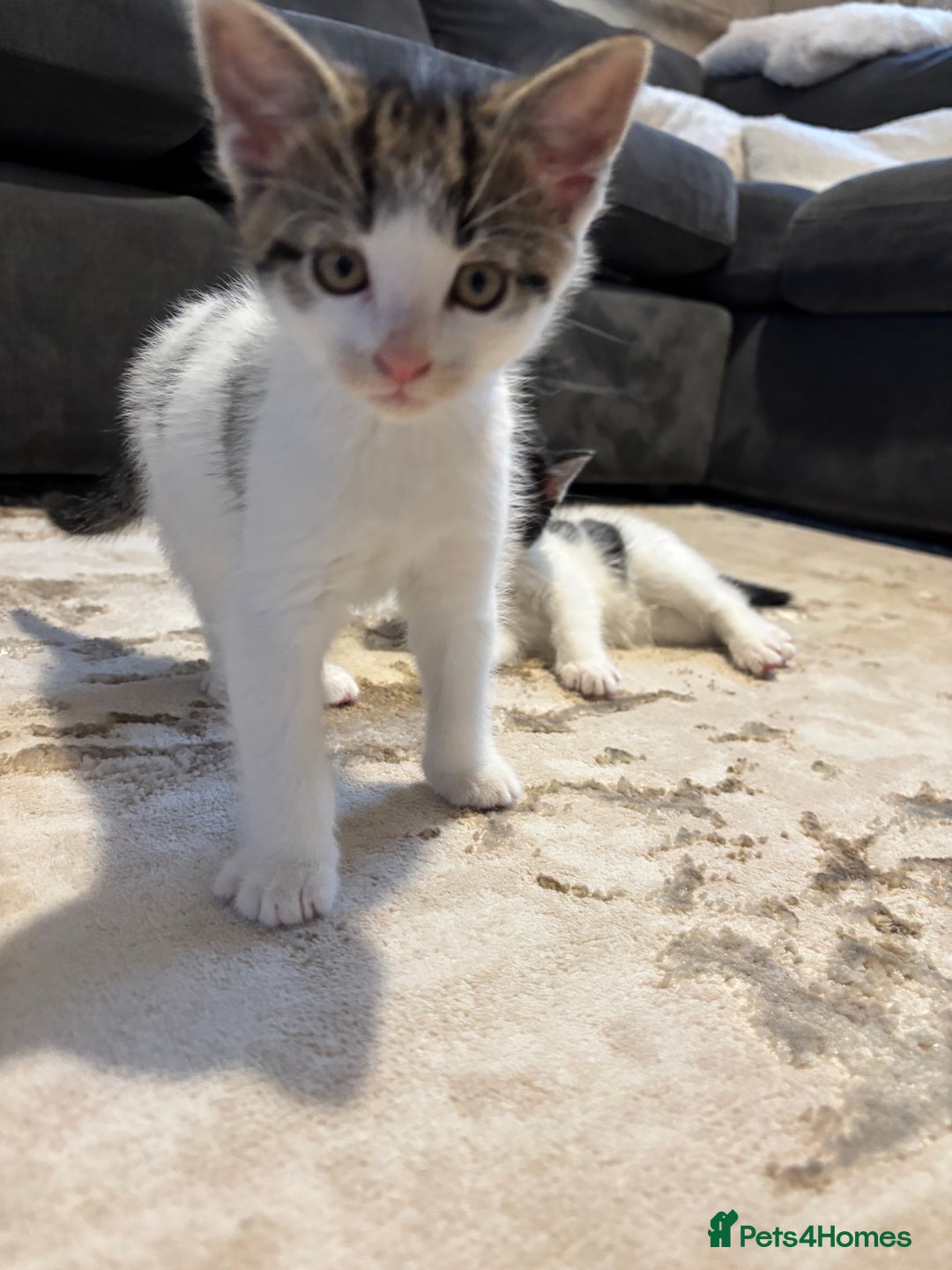 Domestic Shorthair cats for sale: 3 kittens kittens  - Image 12