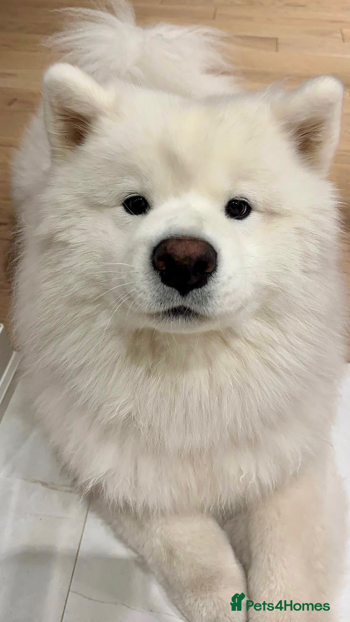 Samoyed dogs Beautiful Samoyed Puppy Looking for a Home - Advert 3