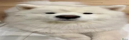 Samoyed dogs for sale: Beautiful Samoyed Puppy Looking for a Home in London - Advert 1