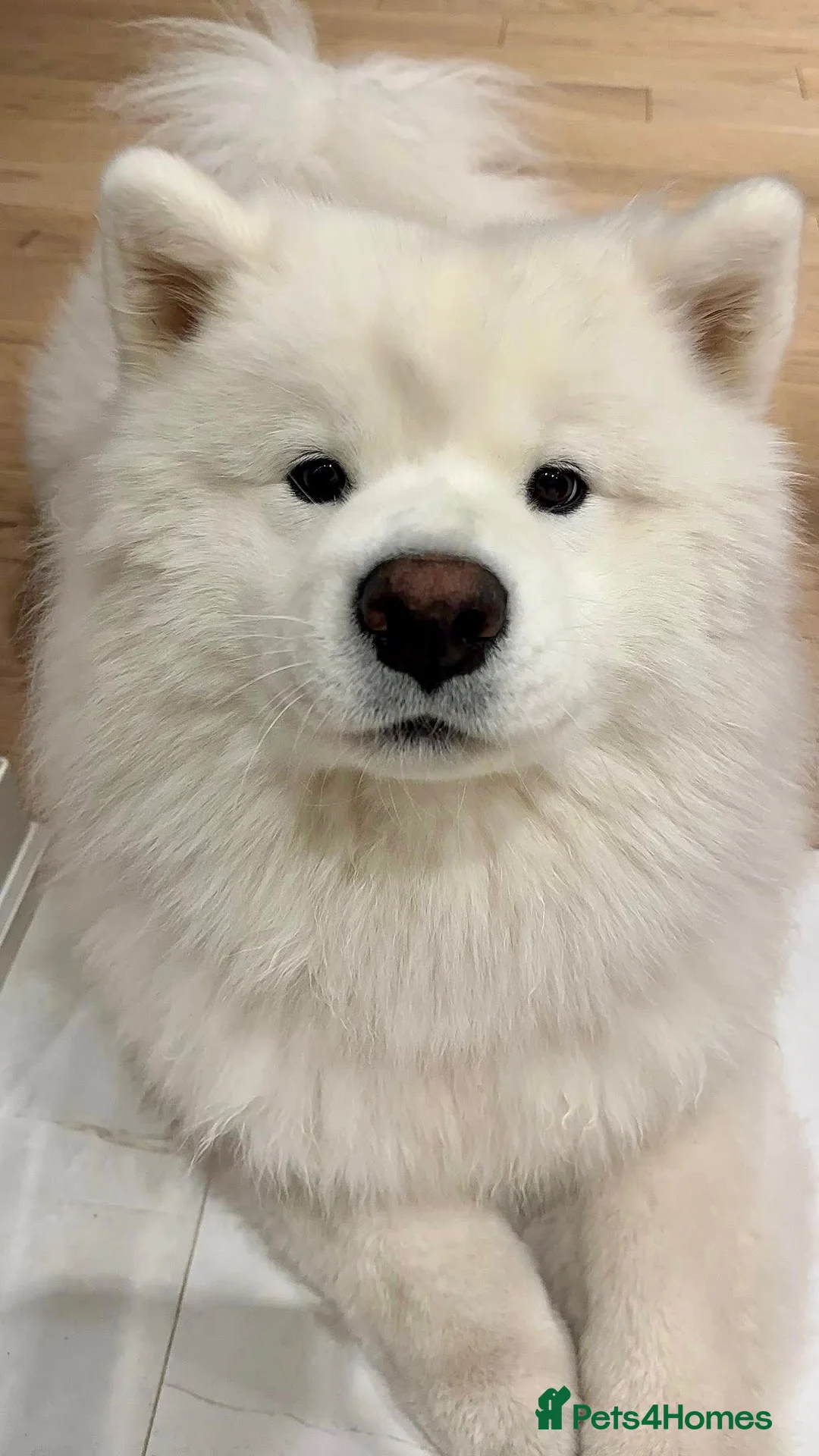 Samoyed dogs for sale: Beautiful Samoyed Puppy Looking for a Home in London - Advert 1