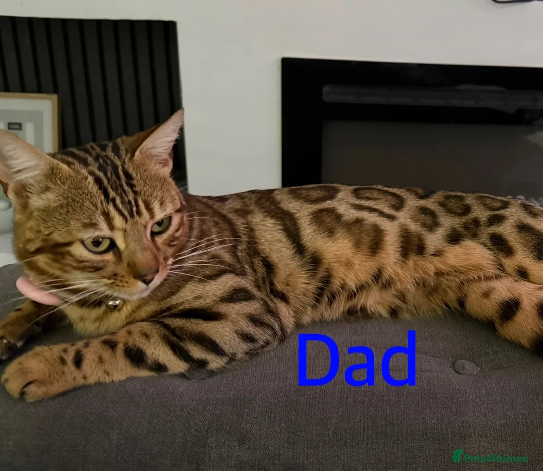 Mixed Breed cats for sale: cute tabby kittens - Advert 9