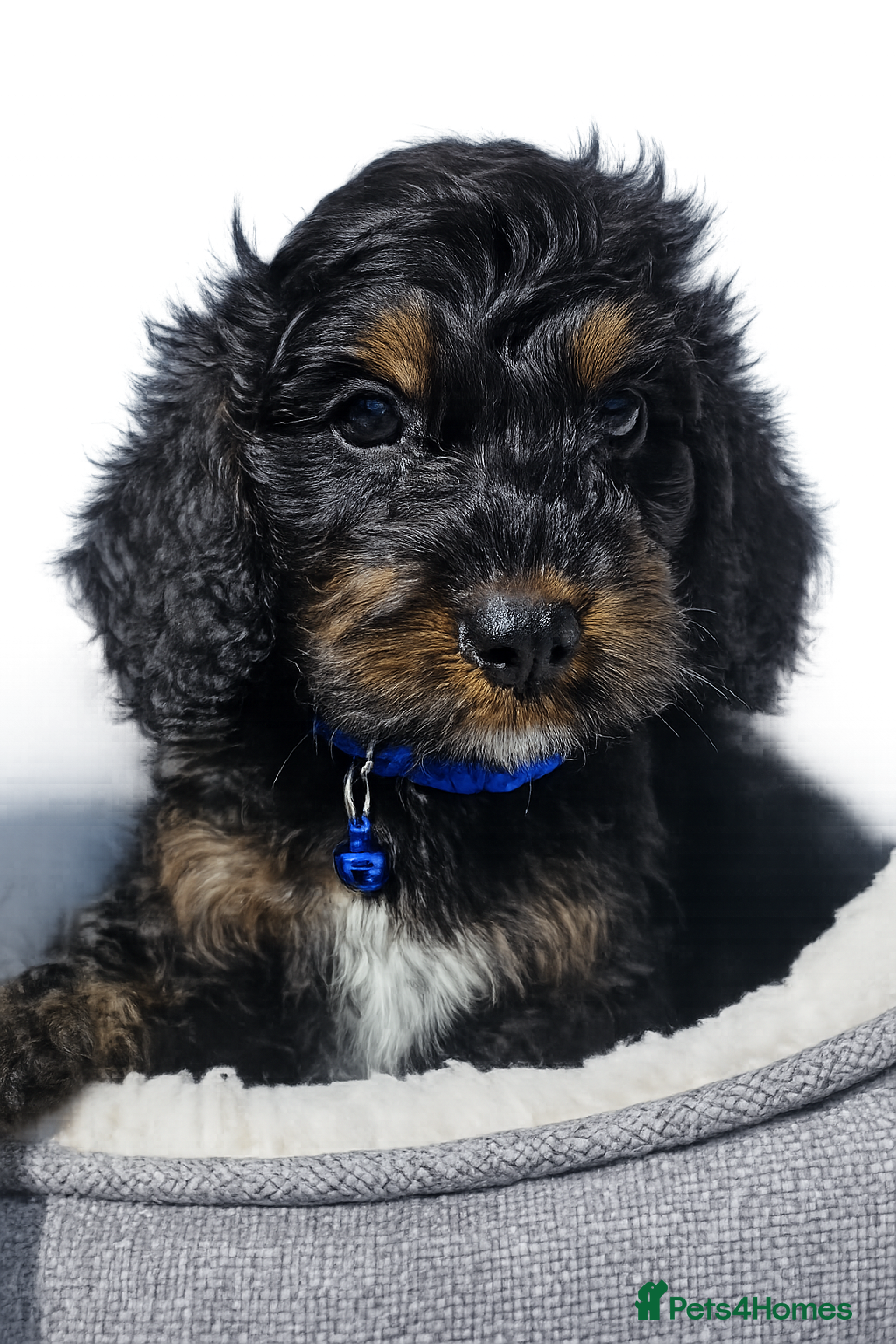 Cockapoo dogs licensed breeder, ready for their forever homes!  - Advert 2