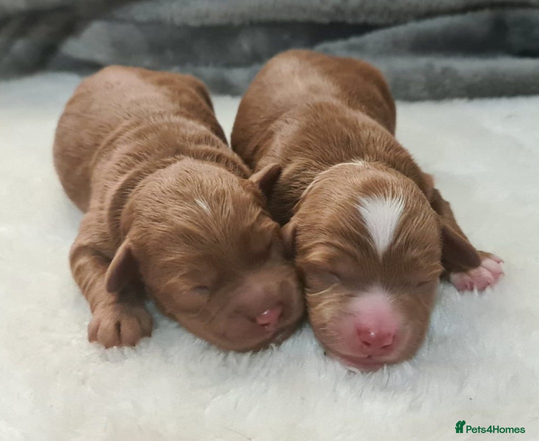 Miniature Poodle dogs for stud: ✅️DNA Test Red KC Miniature Poodle Stud Manchester in Manchester - Image 21