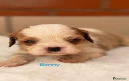Cavalier King Charles Spaniel dogs for sale: Cavalier King Charles puppies  - Image 5