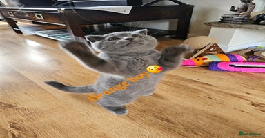 Scottish Fold cats - Advert 3