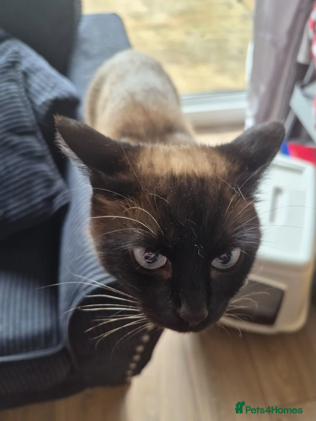 Mixed Breed cats for sale: Bella - Advert 2