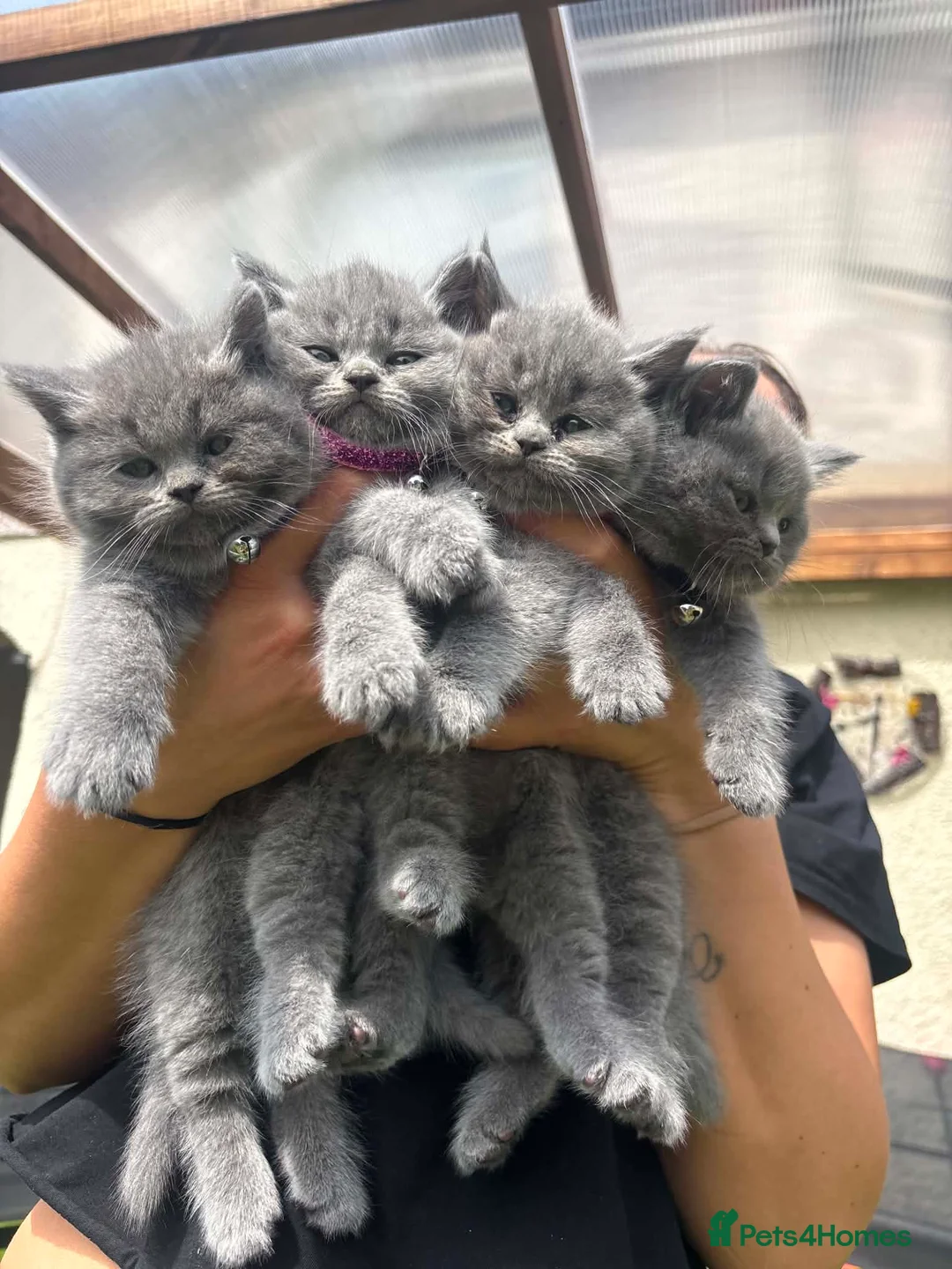 British Shorthair cats for sale: Kittens from British Longhair and Shorthair  - Advert 1