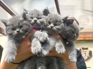 British Shorthair cats Kittens from British Longhair and Shorthair - Advert 1