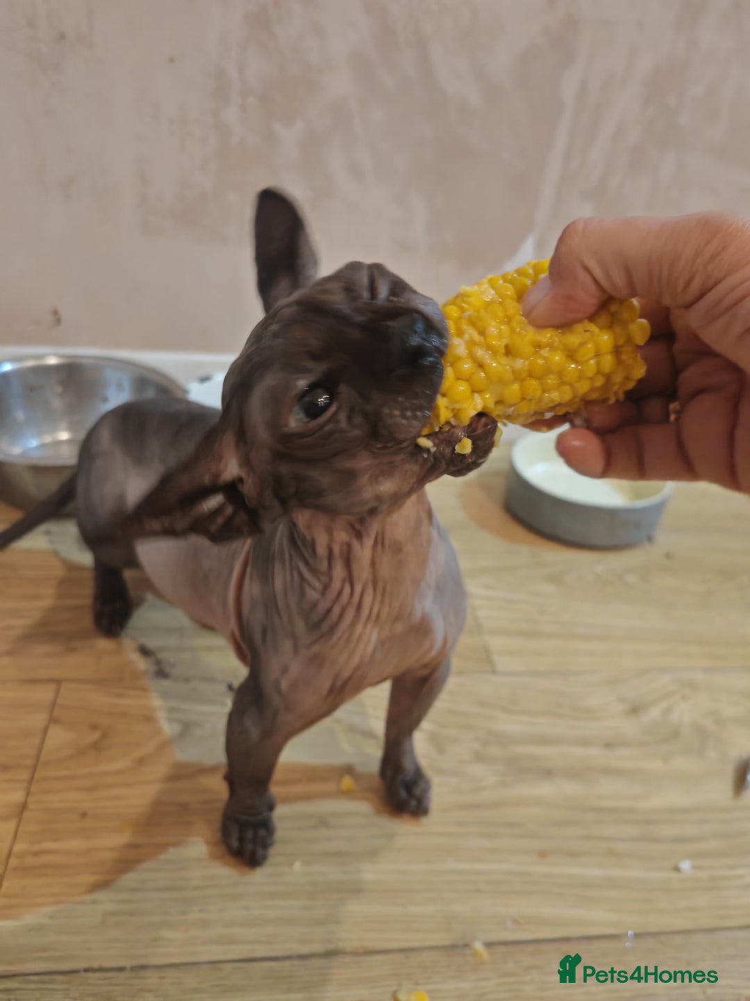 Sphynx cats for sale: Sphynx Bambino for sale with blue eyes  - Advert 3