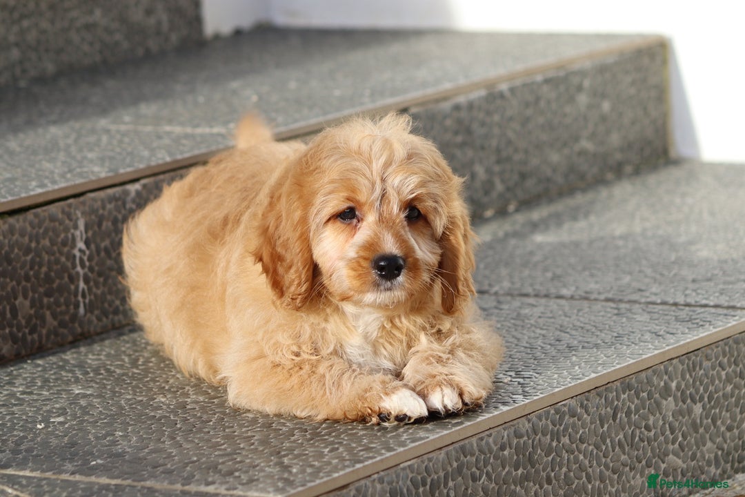 Cavapoo dogs for sale: F1 Cavapoo puppies for sale FULLY VACCINATED - Advert 26