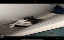 Domestic Shorthair cats for sale: Twix and twirl 🧡 - Image 3