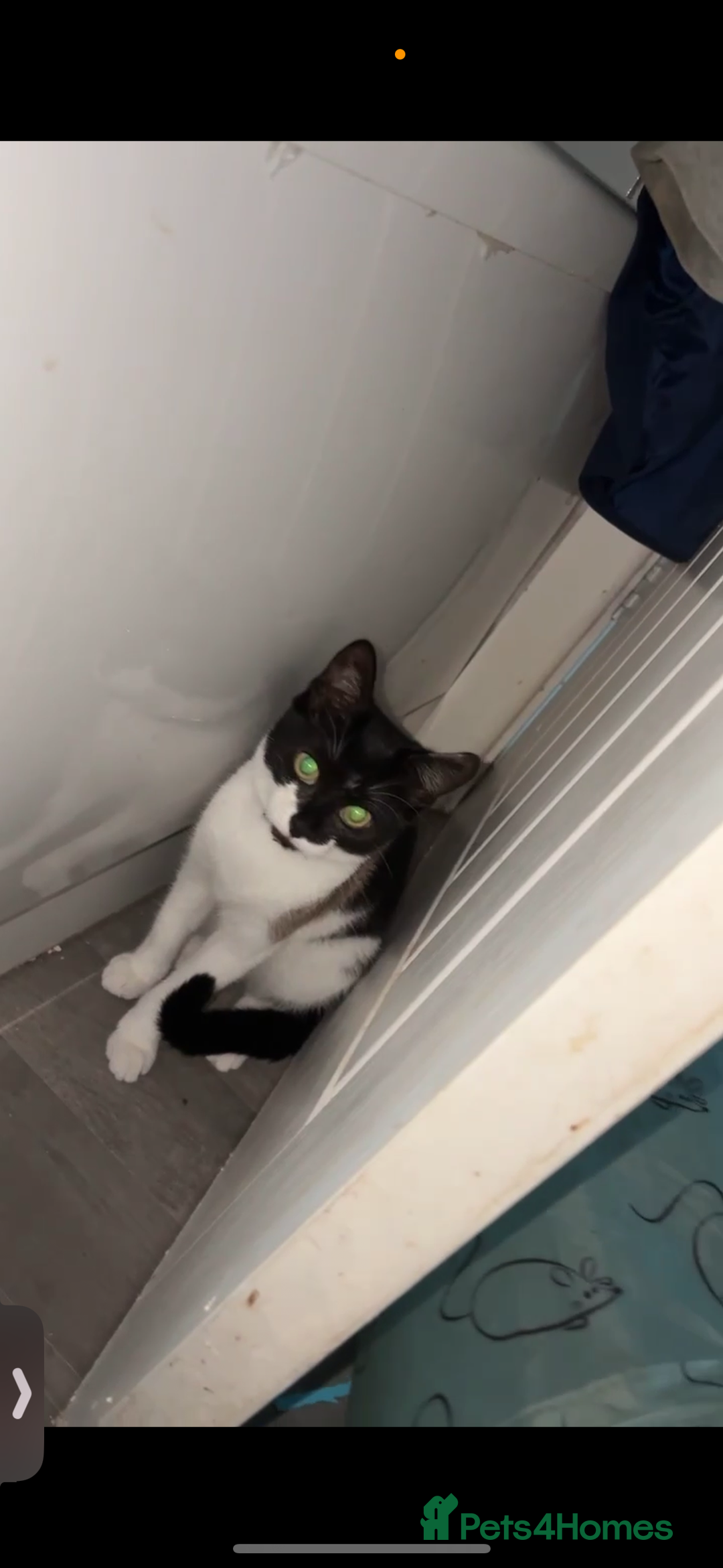 Domestic Shorthair cats for sale: Twix and twirl 🧡 - Image 3
