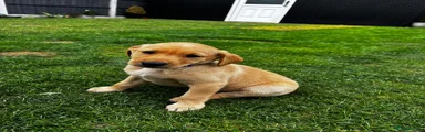 Labrador Retriever 5