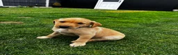 Labrador Retriever dogs for sale: Puppies  in Wrexham - Advert 3