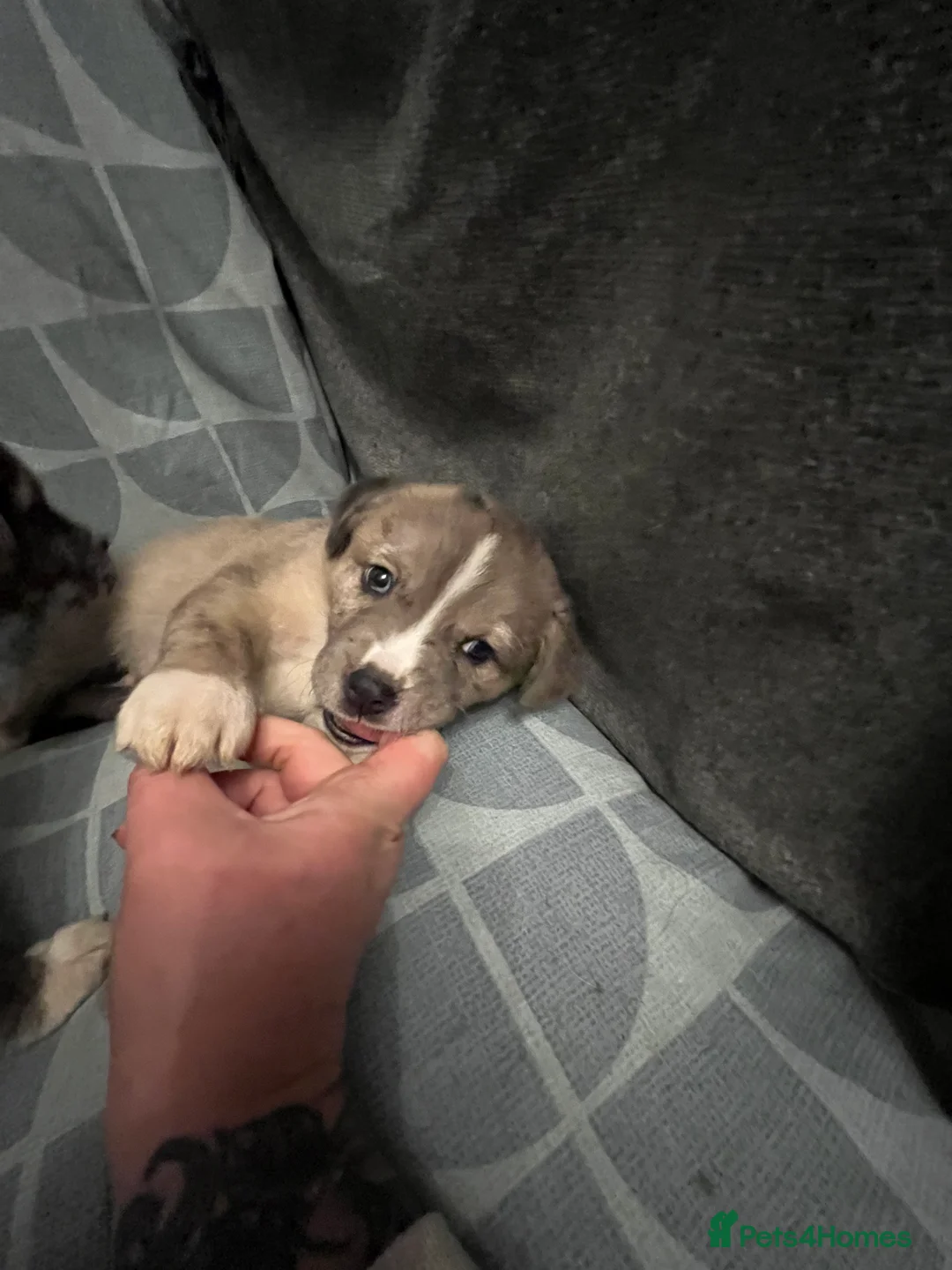 Mixed Breed dogs for sale: Beautiful Merle Caucasian corso - Advert 8