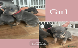 Mixed Breed dogs for sale: Beautiful French wieners  - Image 9